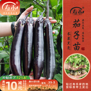 壽禾 蔬菜苗活苗帶土發(fā)貨大全菜苗種苗秋冬各種秧苗山東壽光苗子陽臺 黑豹長茄子苗 6棵
