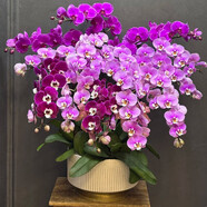 芙洛拉花園【兩小時達】彩色蝴蝶蘭花苞花劍花盆真花盆栽開業(yè)喬遷中秋節(jié)禮物 26株-紫氣東來（瓷盆隨機）