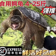 【順豐】鱷魚龜小鱷龜食用觀賞鱷龜苗大烏龜吃的鱷龜 15斤【整只鮮活好品質(zhì)】