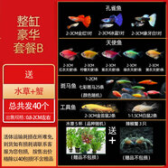 圣羅藍熱帶觀(guān)賞活魚(yú)好養寶蓮燈斑馬淡水金魚(yú)苗天使孔雀小型紅綠燈 整缸豪華套餐