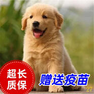 舒騰金毛幼犬純種寵物狗狗金毛活體大型犬尋回犬寵物狗金毛幼崽活體狗 寵物級 精品金毛 公