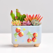 綠蔭巷子多肉植物組合盆栽陶瓷花盆新手肉肉辦公室內(nèi)桌面裝飾水果圖案 【藍(lán)櫻桃方盆】6顆隨機(jī)不重復(fù)