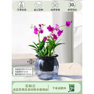 石斛蘭室內盆栽桌面花卉辦公室綠植帶花栽好淡香蘭花懶人花卉植物 淺藍色南瓜玻璃盆石斛蘭+1 帶盆栽好