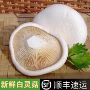 新鮮白靈菇500克新鮮菌菇食用蘑菇酒店飯店營(yíng)養食材 500g