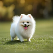 夢茜兒純種博美犬球形博美幼犬活體寵物狗狗茶杯犬博美狗小白狗小體博美 寵物級 公