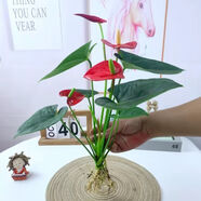 霈茗紅掌盆栽室內(nèi)辦公室水培植物四季好養(yǎng)花卉鴻運(yùn)當(dāng)頭除甲醛開花綠植 761：紅花配綠葉【遇水即活】+營養(yǎng)液 精選：紅掌一盆帶花【不帶瓶】水土均可種植