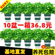 綠有意綠蘿盆栽除甲醛室內好養花卉植物綠蘿批發(fā)辦公室新房裝修凈化空氣 120#綠加侖吸水盆10盆+4肥 帶盆帶土發(fā)貨