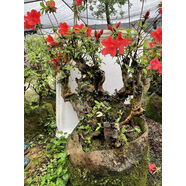 精品造型映山紅樹(shù)樁盆景雞血紅杜鵑花老樁矮霸陽(yáng)臺花卉桌面盆栽 巧克力色 不含盆