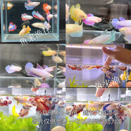 泰國斗魚婚紗魚觀賞魚淡水魚熱帶冷水魚桌面寵物活體懶人好養(yǎng)耐活 可愛抱卵母魚一只