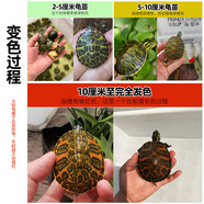 森悠（SARYOR）金苔鼠淡水魚魚缸清潔魚觀賞魚熱帶魚好養(yǎng)工具魚吃垃圾魚 黃腹火焰龜一只5-6cm（游泳健將）