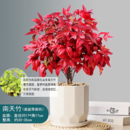 詠幻紅葉南天竹盆景冬季耐寒紅葉植物室內外陽(yáng)臺庭院四季好養植 特大號十二面體白瓷盆南天