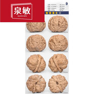 泉敏文玩核桃獅子頭精品一物一圖南疆石滿天星宮燈大粗筋 A63375老樹原色蛤蟆頭41mm