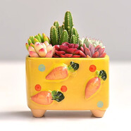 綠蔭巷子多肉植物組合盆栽陶瓷花盆新手肉肉辦公室內(nèi)桌面裝飾水果圖案 【黃蘿卜方盆】6顆隨機(jī)不重復(fù)