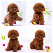 夢(mèng)茜兒純種泰迪幼犬活體寵物狗狗茶杯犬灰泰迪小狗狗貴賓犬泰迪狗幼崽 寵物級 公