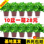 綠有意綠蘿盆栽除甲醛室內好養花卉植物綠蘿批發(fā)辦公室新房裝修凈化空氣 110#原盆儲水盆10盆裝+4肥 帶盆帶土發(fā)貨