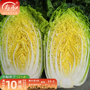 壽禾 大白菜種子大全秋季籽娃娃菜山東蔬菜四季播天津青麻葉菜籽 （翡翠）黃心白菜種子12g約4千粒