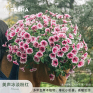 塔莎的花園定制小奶苗種苗養(yǎng)成矮牽牛盆栽切花荷蘭菊瑪格麗特角堇 矮牽牛美聲冰淡粉紅70