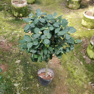 白山茶花盆栽帶花苞東方色山茶花樹苗四季室內(nèi)花卉陽(yáng)臺(tái)好養(yǎng)活 老樁東方山茶高約82cm【帶小花苞】 黑色育苗盆