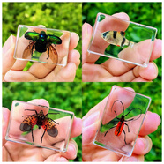 真實昆蟲標本樹脂真蟲擺件教學玩具動物琥珀蝴蝶蝎子蜘蛛蜈蚣甲蟲 任選四個（任選） 4.5X3cm