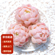 墨一【送貨上門】多肉植物帶盆組合套裝多肉辦公室綠植花卉三八節(jié)禮物 白月影【塑料盆栽好】