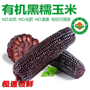 【有機黑玉米】東北紫玉米 甜糯水果玉米 非轉(zhuǎn)基因真空玉米棒整箱 【有機黑糯玉米】20根 手提禮盒（送禮推薦）