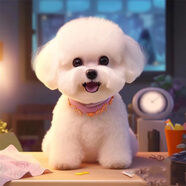 夢茜兒比熊犬活體寵物狗法國小體比熊幼犬韓版比熊米奇耳飛耳比熊小狗 寵物級 公