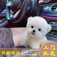 夢茜兒比熊犬活體寵物狗法國小體比熊幼犬韓版比熊米奇耳飛耳比熊小狗 血統(tǒng)級 CKU雙血統(tǒng) 公