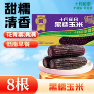十月稻田 黑糯玉米 3.52斤（220g*8根）東北紫玉米 早餐零食 低脂飽腹