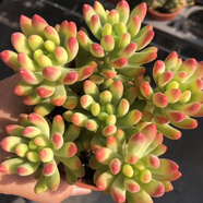 檸檬手指多肉植物送花盆營(yíng)養土迷你辦公室內陽(yáng)臺客廳懶人新手好養 2顆檸檬手指+拇指盆+土 不含盆