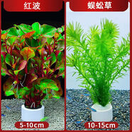七葉島水草魚(yú)缸造景水草植物直接入缸魚(yú)缸水草造景養魚(yú)生態(tài)魚(yú)缸水草造景 【精品級】紅波+蜈蚣草（送凈水環(huán)）