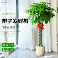 嘆為觀(guān)止大型植物發(fā)財樹(shù)各種大顆盆栽開(kāi)業(yè)喬遷客廳辦公室內好養大型花卉 辮子發(fā)財樹(shù)【1.2-1.4米】 含盆