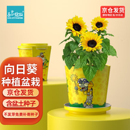 IAM City Farmer向日葵種子迷你盆栽綠植幼兒園diy兒童種植花卉根系生長(cháng)觀(guān)察10029