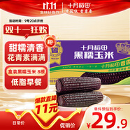 十月稻田 黑糯玉米 3.52斤（220g*8根）東北紫玉米 早餐零食 低脂飽腹