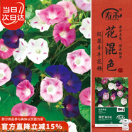 壽禾 牽牛花種子苗陽臺(tái)爬藤盆栽花卉種籽 壽藝爬藤牽?；ǚN子約3000粒