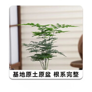 花竹戀大文竹盆栽盆景辦公室內(nèi)綠色植物客廳花卉四季常青綠植陽臺盆景 小號文竹育苗盆