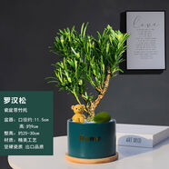 綠植盆栽發(fā)財樹(shù)植物桌面DIY創(chuàng  )意綠植室內植物辦公室四季好養小盆 大號Home藍瓷盆造型老樁羅 帶盆栽好