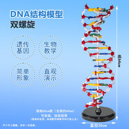 舜江DNA結構模型 雙螺旋60公分 高中堿基對遺傳基因 初中生物教學(xué)儀器 演示教具