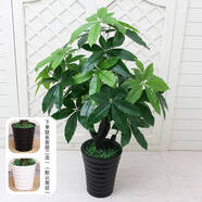 語森憶假花花客廳擺設臥室落地仿生綠植盆栽擺件龜背室內(nèi)裝飾假植物 1米陽光發(fā)財+盆+草