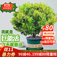 嘆為觀止大型盆栽金錢(qián)榕百合竹金錢(qián)樹(shù)發(fā)財(cái)樹(shù)清香木辦公室內(nèi)落地款中型植物 米蘭【35-45厘米】 含盆