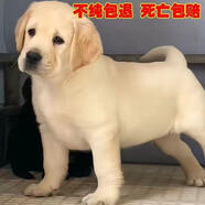 舒騰金毛幼犬純種寵物狗狗金毛活體大型犬尋回犬寵物狗金毛幼崽活體狗 寵物級 精品拉布拉多 公