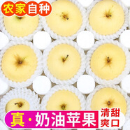 奶油蘋(píng)果冰糖心爆甜牛奶蘋(píng)果黃金奶油富士蘋(píng)果現摘現發(fā)新鮮水果CC 2斤小果【單果65-75mm】嘗鮮裝 顆顆精選-現摘現發(fā)