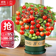 大禹矮生番茄苗盆栽小西紅柿苗帶土秧苗種子圣女果樹苗壽光水果蔬菜苗 紅矮生盆栽小番茄苗1盆 帶盆土
