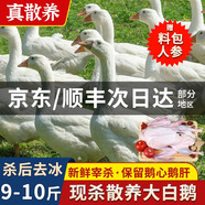 頤鄉情現殺大鵝農家散養大白鵝整只土鵝冷凍鵝肉生鮮五谷喂養熱門(mén)商品 農家大鵝凈重9-10斤/只【料包+鮮參】