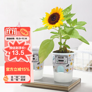 九月生向日葵種子盆栽綠植兒童種植花卉植物幼兒園DIY開學(xué)季禮物