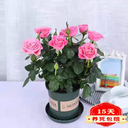 帶花苞玫瑰花盆栽 鉆石玫瑰四季開花觀花綠植室內(nèi)陽臺庭院帶盆栽好四季開花 深粉玫瑰 【8棵帶盆栽好】