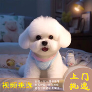 夢(mèng)茜兒比熊犬活體寵物狗法國小體比熊幼犬韓版比熊米奇耳飛耳比熊小狗 寵物級 家庭款 公