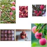 中華名果｜靜寧治平高山原生蘋(píng)果，黃土坡上的 “紅寶石” 150-280g整箱凈重8.5斤 陽(yáng)光果：?jiǎn)喂?210-240g，17-18 枚，帶箱總重約 10 斤