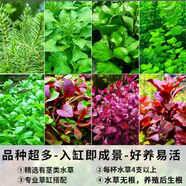七葉島魚(yú)缸水草植物直接入缸凈化水質(zhì)魚(yú)缸造景養魚(yú)水草陰性火山石水草 隨機1杯水草