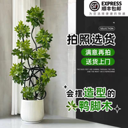 嘆為觀(guān)止大型植物發(fā)財樹(shù)各種大顆盆栽開(kāi)業(yè)喬遷客廳辦公室內好養大型花卉 造型鴨腳木【1.4-1.6米】 含盆
