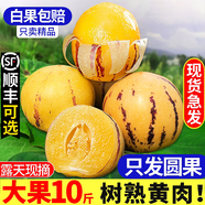 田良季  人參果特大果云南石林火山巖正宗人生果應季新鮮水果送禮品物盒 凈重4.6-5斤漂亮禮箱【送人首選】 單果100g+| 甜度28°+